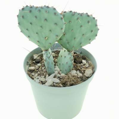 Opuntia macrocentra 'Santa Rita' - Giromagi