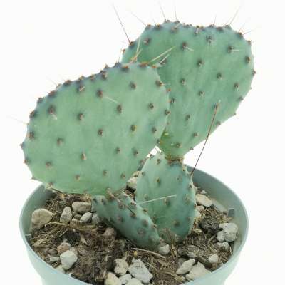 Opuntia macrocentra 'Santa Rita' - Giromagi