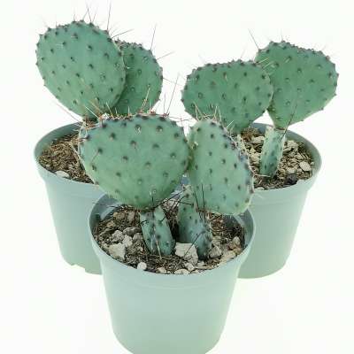 Opuntia macrocentra 'Santa Rita' - Giromagi