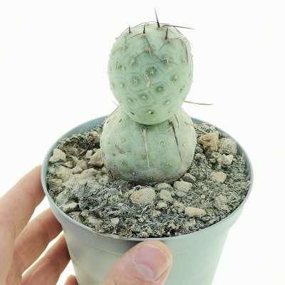 Tephrocactus geometricus