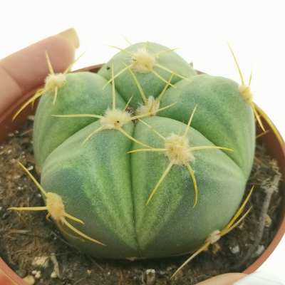 Gymnocalycium horstii variegato v-type