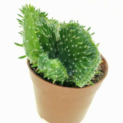Opuntia subulata f. crestata - Giromagi