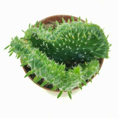 Opuntia subulata f. crestata - Giromagi
