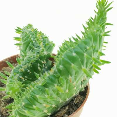 Opuntia subulata f. crestata - Giromagi