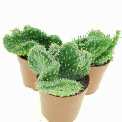 Opuntia subulata f. crestata - Giromagi
