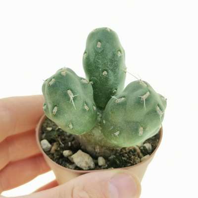 Tephrocactus neuquensis