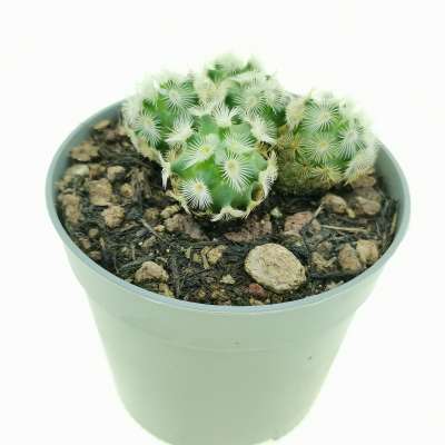 Mammillaria microhelia - Giromagi