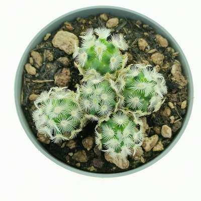 Mammillaria microhelia - Giromagi