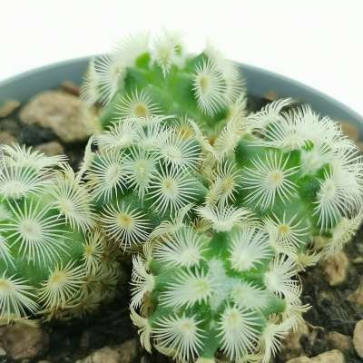 Mammillaria microhelia - Giromagi