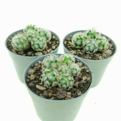 Mammillaria microhelia - Giromagi