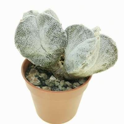 Astrophytum myriostigma cv. onzuka var. quadricostatum f. dicotomica - Giromagi