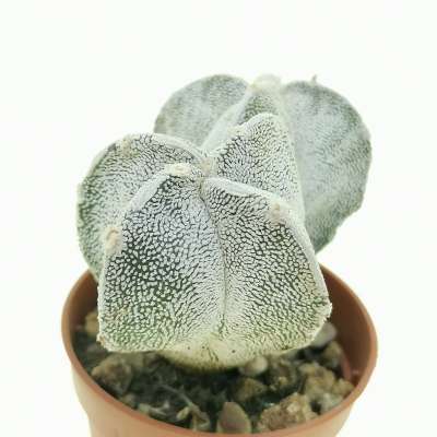 Astrophytum myriostigma cv. onzuka var. quadricostatum f. dicotomica - Giromagi