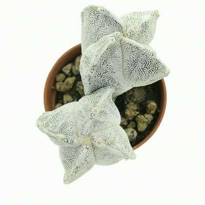 Astrophytum myriostigma cv. onzuka var. quadricostatum f. dicotomica - Giromagi