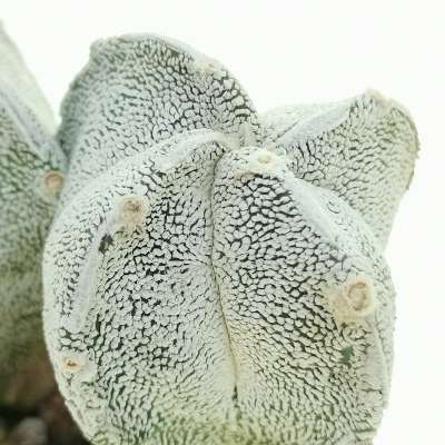 Astrophytum myriostigma cv. onzuka var. quadricostatum f. dicotomica - Giromagi