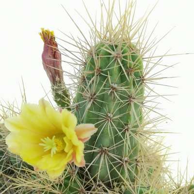 Echinocereus maritimus