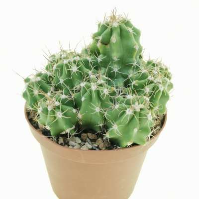 Echinocereus triglochidiatus var. mojavensis - Giromagi