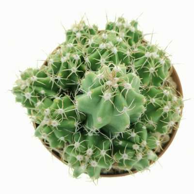 Echinocereus triglochidiatus var. mojavensis - Giromagi