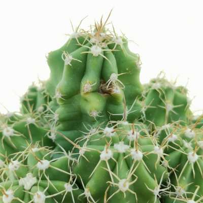 Echinocereus triglochidiatus var. mojavensis - Giromagi