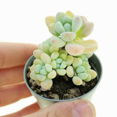 Sedum commixtum