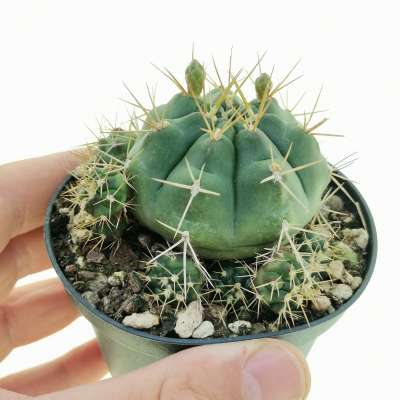 Gymnocalycium eurypleurum