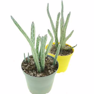 Senecio stapeliiformis - Giromagi