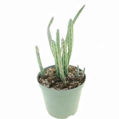 Senecio stapeliiformis - Giromagi