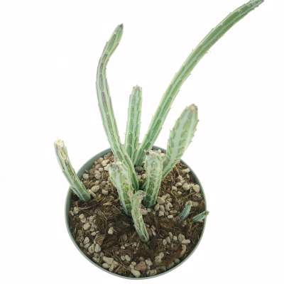 Senecio stapeliiformis - Giromagi