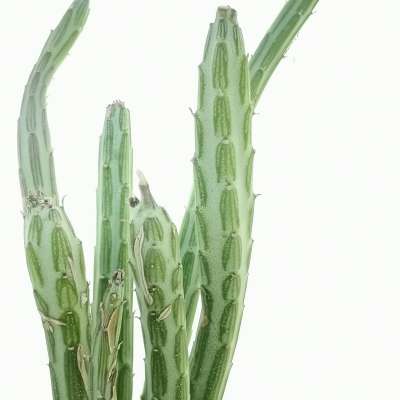 Senecio stapeliiformis - Giromagi