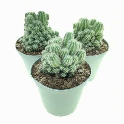 Trichocereus cv. Multiproliferum - Giromagi