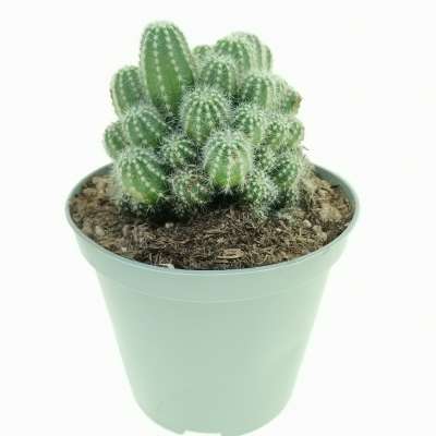 Trichocereus cv. Multiproliferum - Giromagi