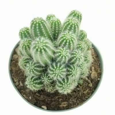Trichocereus cv. Multiproliferum - Giromagi