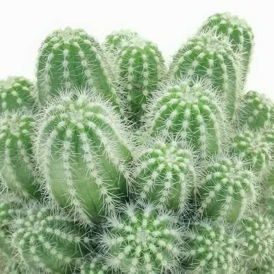 Trichocereus cv. Multiproliferum - Giromagi