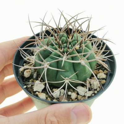 Gymnocalycium curvispinum