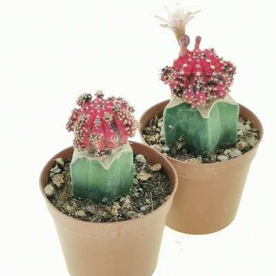 Gymnocalycium mihanovichii f. variegata 'Pink Diamond' 7,5 cm. | Cactaceae  - Giromagi vendita piante grasse