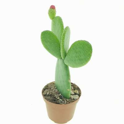 Opuntia inamoena - Giromagi