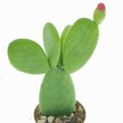 Opuntia inamoena - Giromagi