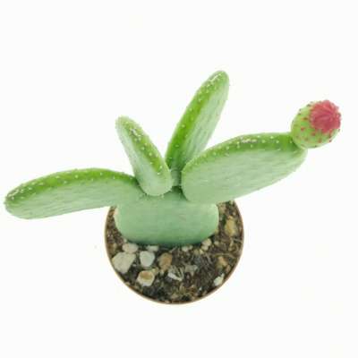 Opuntia inamoena - Giromagi