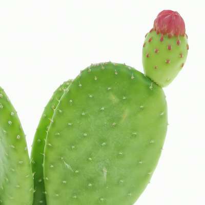 Opuntia inamoena - Giromagi