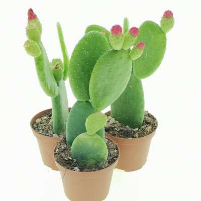 Opuntia inamoena - Giromagi