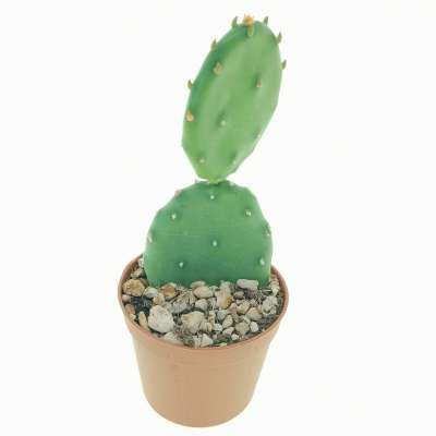 Opuntia humifusa - Giromagi