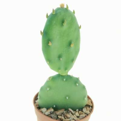 Opuntia humifusa - Giromagi