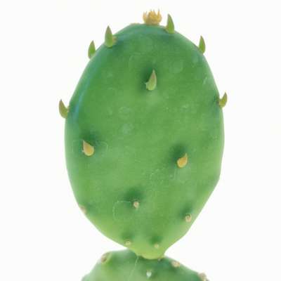 Opuntia humifusa - Giromagi