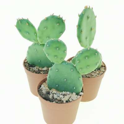 Opuntia humifusa - Giromagi
