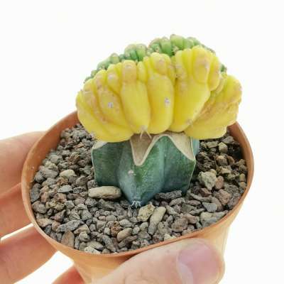 Trichocereus pachanoi f. crestata variegata