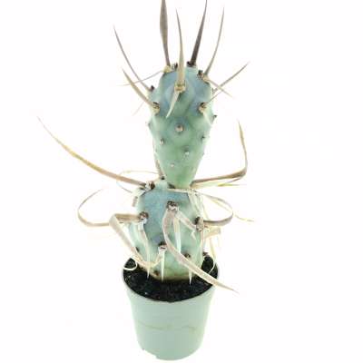 Tephrocactus articulatus var. papyracanthus - Giromagi