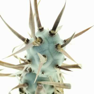 Tephrocactus articulatus var. papyracanthus - Giromagi