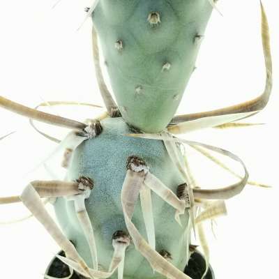 Tephrocactus articulatus var. papyracanthus - Giromagi