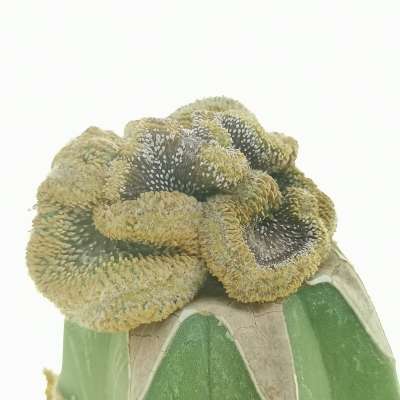 Geohintonia mexicana f. crestata