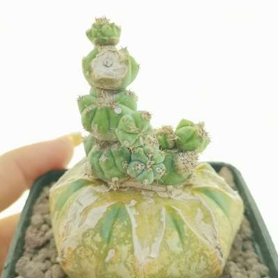 Myrtillocactus geometrizans f. mostruosa Stacker