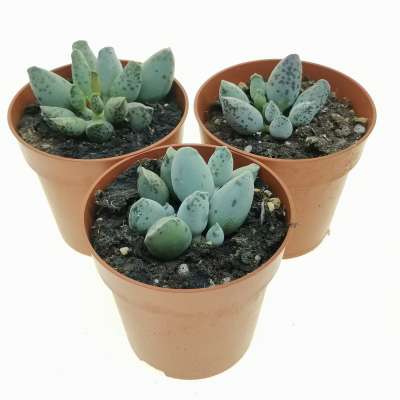 Adromischus festivus cv. Silver Tube - Giromagi